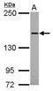 Semaphorin 4D antibody, GTX102705, GeneTex, Western Blot image 