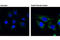 BCL2 Interacting Protein 3 Like antibody, 12396S, Cell Signaling Technology, Immunocytochemistry image 