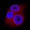 SUMO Specific Peptidase 1 antibody, AF6587, R&D Systems, Immunofluorescence image 