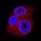 SUMO Specific Peptidase 1 antibody, AF6587, R&D Systems, Immunofluorescence image 