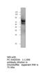 Growth Arrest And DNA Damage Inducible Alpha antibody, MBS540463, MyBioSource, Western Blot image 