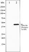 TRAF3 Interacting Protein 2 antibody, orb106163, Biorbyt, Western Blot image 