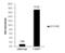 Far Upstream Element Binding Protein 1 antibody, GTX104579, GeneTex, Chromatin Immunoprecipitation image 