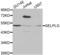 Selectin P Ligand antibody, abx001395, Abbexa, Western Blot image 