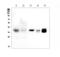 Coi antibody, LS-C343871, Lifespan Biosciences, Western Blot image 