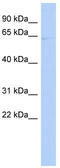 RTKN antibody, TA336085, Origene, Western Blot image 