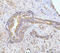 Mitogen-Activated Protein Kinase Kinase Kinase Kinase 1 antibody, A07909-3, Boster Biological Technology, Immunohistochemistry paraffin image 