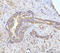 Mitogen-activated protein kinase kinase kinase kinase 1 antibody, A07909-3, Boster Biological Technology, Immunohistochemistry paraffin image 