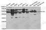 Glutathione Synthetase antibody, A1069, ABclonal Technology, Western Blot image 