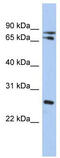 Ovo Like Zinc Finger 2 antibody, TA331795, Origene, Western Blot image 