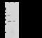 C1q And TNF Related 6 antibody, 107663-T32, Sino Biological, Western Blot image 