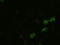 Bone Morphogenetic Protein 4 antibody, LS-C114311, Lifespan Biosciences, Immunofluorescence image 