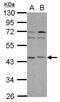 IL-12 antibody, GTX118551, GeneTex, Western Blot image 
