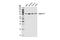 Cyclin T1 antibody, 81464S, Cell Signaling Technology, Western Blot image 