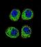 Arrestin Beta 1 antibody, LS-C156512, Lifespan Biosciences, Immunofluorescence image 
