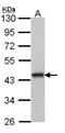 G Protein-Coupled Receptor 20 antibody, NBP2-16719, Novus Biologicals, Western Blot image 