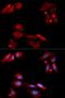 GDNF Family Receptor Alpha 1 antibody, LS-C334020, Lifespan Biosciences, Immunofluorescence image 