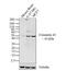 Gap Junction Protein Alpha 1 antibody, 35-5000, Invitrogen Antibodies, Western Blot image 