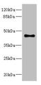 G Protein-Coupled Receptor 68 antibody, LS-C675834, Lifespan Biosciences, Western Blot image 