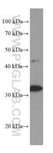 Calponin 2 antibody, 66244-1-Ig, Proteintech Group, Western Blot image 