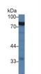 Glycyl-TRNA Synthetase antibody, MBS2028384, MyBioSource, Western Blot image 