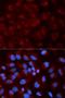 Lectin, Mannose Binding 2 antibody, orb325297, Biorbyt, Immunocytochemistry image 