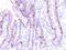 Neurofilament Heavy antibody, orb389047, Biorbyt, Immunohistochemistry paraffin image 