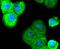 SRY-Box 10 antibody, A00758-2, Boster Biological Technology, Immunocytochemistry image 
