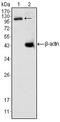 Death Domain Associated Protein antibody, AM06368PU-N, Origene, Western Blot image 