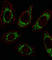 Ornithine aminotransferase, mitochondrial antibody, abx034147, Abbexa, Western Blot image 