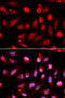 Enhancer Of Zeste 2 Polycomb Repressive Complex 2 Subunit antibody, 13-908, ProSci, Immunofluorescence image 