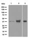 Epithelial Cell Adhesion Molecule antibody, ab124825, Abcam, Western Blot image 