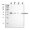 Mesoderm Development LRP Chaperone antibody, A32230-1, Boster Biological Technology, Western Blot image 