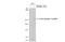 Mechanistic Target Of Rapamycin Kinase antibody, GTX132803, GeneTex, Western Blot image 
