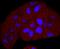 Thymidine Kinase 1 antibody, A04850-2, Boster Biological Technology, Immunocytochemistry image 