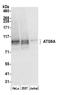 mATG9 antibody, A305-223A, Bethyl Labs, Western Blot image 