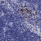 Interleukin 17 Receptor E Like antibody, HPA045546, Atlas Antibodies, Immunohistochemistry frozen image 