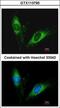 Serpin Family A Member 5 antibody, GTX113795, GeneTex, Immunofluorescence image 