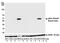 Actin Alpha 2, Smooth Muscle antibody, A700-082, Bethyl Labs, Western Blot image 