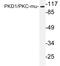 Protein Kinase D1 antibody, LS-C291730, Lifespan Biosciences, Western Blot image 