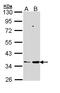 Prostaglandin E Synthase 2 antibody, LS-C109473, Lifespan Biosciences, Western Blot image 