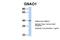 G Protein Subunit Alpha O1 antibody, 27-019, ProSci, Western Blot image 