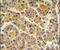 INO80 Complex Subunit D antibody, PA5-24965, Invitrogen Antibodies, Immunohistochemistry paraffin image 
