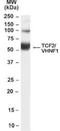 HNF1 Homeobox B antibody, NB100-57093, Novus Biologicals, Western Blot image 