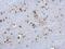 High Mobility Group Box 1 antibody, PA5-27378, Invitrogen Antibodies, Immunohistochemistry paraffin image 
