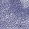 Guanine Deaminase antibody, HPA030387, Atlas Antibodies, Immunohistochemistry frozen image 