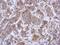 Autophagy Related 16 Like 1 antibody, NBP2-15504, Novus Biologicals, Immunohistochemistry paraffin image 