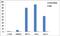 H3 Histone Family Member 3B antibody, PA5-29602, Invitrogen Antibodies, Chromatin Immunoprecipitation image 