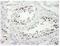 ZW10 Interacting Kinetochore Protein antibody, NB100-2364, Novus Biologicals, Immunohistochemistry frozen image 