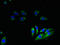 Cytochrome C Oxidase Subunit 6B1 antibody, LS-B10625, Lifespan Biosciences, Immunofluorescence image 